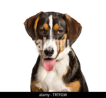 Chien de race mixte haletant entre un border collie et un malinois looking at camera against white background Banque D'Images