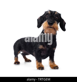 Wirehaire tan noir adultes Cute Dachshund dog, du côté. À la chauds de l'objectif, avec des yeux bruns. Isolé sur fond blanc. Banque D'Images