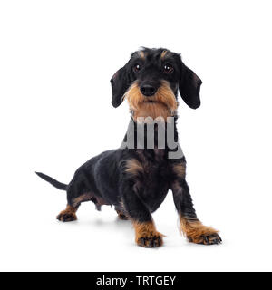 Wirehaire tan noir adultes Cute Dachshund dog, du côté. À chauds à côté avec les yeux bruns. Isolé sur fond blanc. Banque D'Images