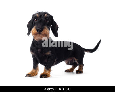 Wirehaire tan noir adultes Cute Dachshund dog, du côté. À chauds tout droit en regard avec les yeux bruns. Isolated on white background Banque D'Images