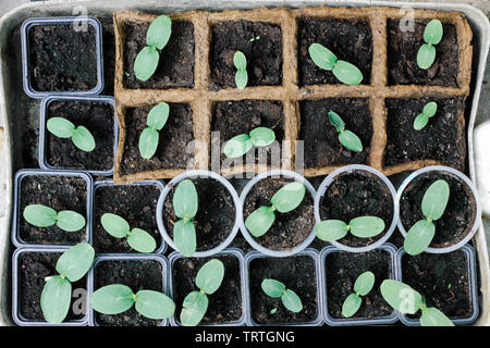 Les jeunes pousses de plantes en pots de formes différentes. Les semis en pot de tourbe biodégradable en pots. Banque D'Images