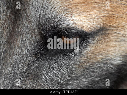 Libre chien montre ses sentiments grâce à Eye Banque D'Images