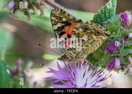 Femme peinte papillon Vanessa cardui, sur la fleur de Knaphed, Centaurea sp. Banque D'Images