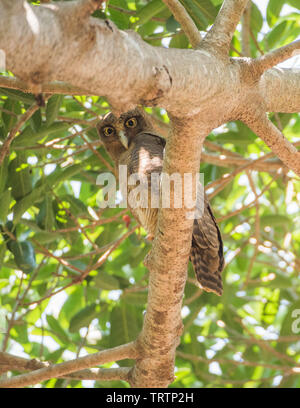 Bruant des marais perché dans l'arbre tropical luxuriant à Darwin, Australie Banque D'Images