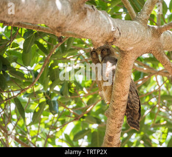 Bruant des marais perché dans l'arbre tropical luxuriant à Darwin, Australie Banque D'Images