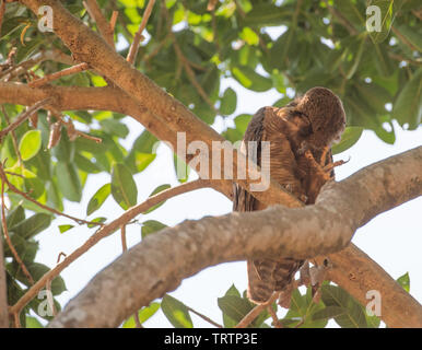 Bruant des marais perché dans l'arbre tropical luxuriant à Darwin, Australie Banque D'Images