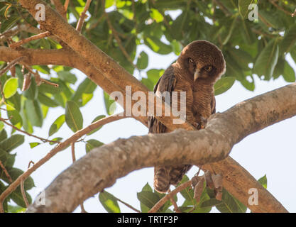 Bruant des marais perché dans l'arbre tropical luxuriant à Darwin, Australie Banque D'Images