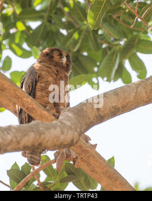 Bruant des marais perché dans l'arbre tropical luxuriant à Darwin, Australie Banque D'Images