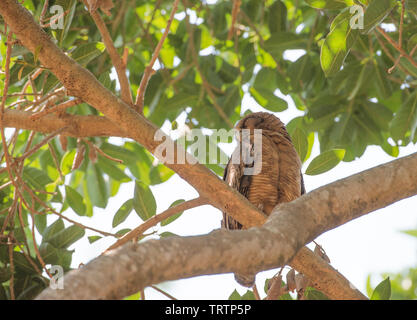 Bruant des marais perché dans l'arbre tropical luxuriant à Darwin, Australie Banque D'Images