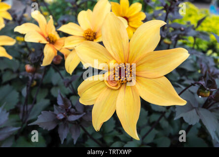 Dahlia 'Bishop of York' fleur, une vivace tubéreuse, en été dans le West Sussex, Angleterre, Royaume-Uni. Banque D'Images