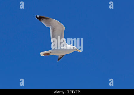 Flying Herring Gull (Larus argentatus), Kühlungsborn, Schleswig-Holstein, Allemagne Banque D'Images