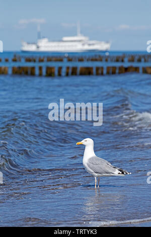 Goéland argenté (Larus argentatus) à la plage de Kühlungsborn,, 1, Allemagne Banque D'Images