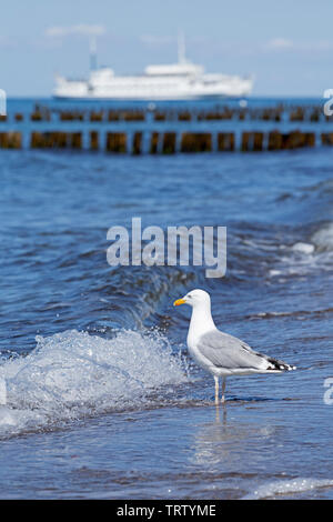 Goéland argenté (Larus argentatus) à la plage de Kühlungsborn,, 1, Allemagne Banque D'Images