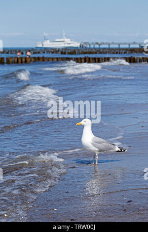 Goéland argenté (Larus argentatus) à la plage de Kühlungsborn,, 1, Allemagne Banque D'Images