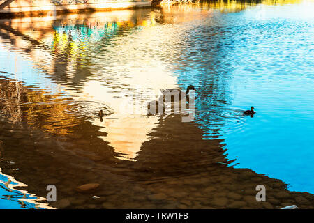 Famlily de canards avec les jeunes canards marche sur la rivière Banque D'Images