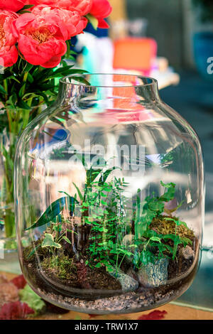 Close-up de plantes dans un flacon en verre transparent. decoratibe historique Banque D'Images