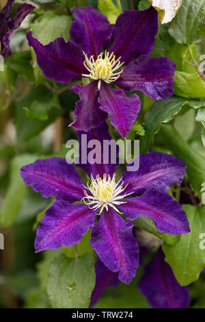 Gros plan sur la floraison de Clematis le Vagabond au Royaume-Uni Banque D'Images