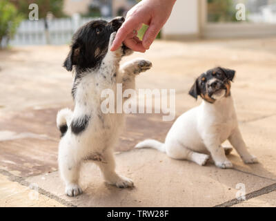 Sweet tricolor Jack Russell Terrier Chiots jouant avec son propriétaire. 7,5 semaines jeunes toutous Banque D'Images