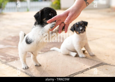 Sweet tricolor Jack Russell Terrier Chiots jouant avec son propriétaire. 7,5 semaines jeunes toutous Banque D'Images