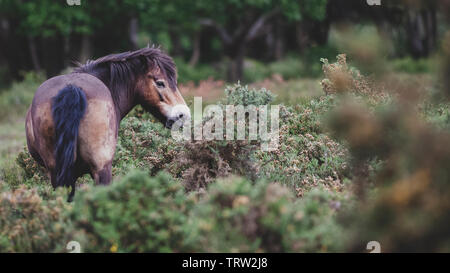 Poneys Exmoor pâturage sur Tiptree Heath dans l'Essex. Banque D'Images