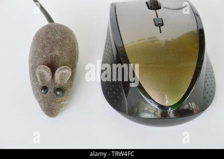 Jouet de rat et souris d'ordinateur sur fond blanc Banque D'Images