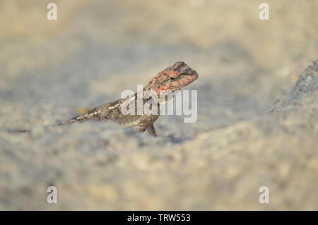 Peninsular rock agama femelle Banque D'Images