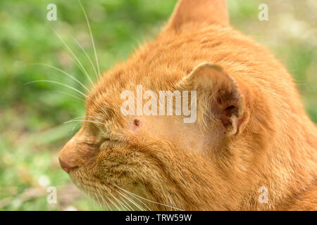 Qui se nourrit d'une tique chat rouge, Close up Banque D'Images