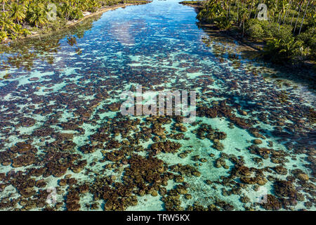 Drone abattu vue aérienne de récifs de coraux en Polynésie française jardin panorama blue lagoon Banque D'Images
