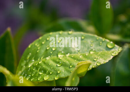 La rosée et la pluie sur des feuilles d'un citronnier Meyer Banque D'Images