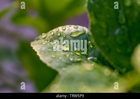 La rosée et la pluie sur des feuilles d'un citronnier Meyer Banque D'Images