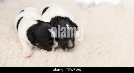 Mignon petit chiot Jack Russell chiens 14 jours vieux mensonge côte à côte sur une couverture in front of white background Banque D'Images