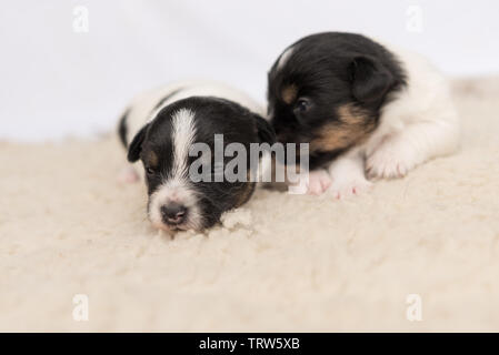 Mignon petit chiot Jack Russell chiens 14 jours vieux mensonge côte à côte sur une couverture in front of white background Banque D'Images