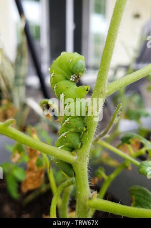 Sphinx du tabac de manger un plant de tomate Banque D'Images