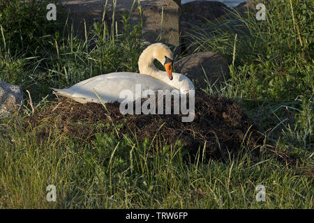 Mute swan (Cygnus olor) dans son nid, Priwall, Travemünde, Schleswig-Holstein, Allemagne Banque D'Images