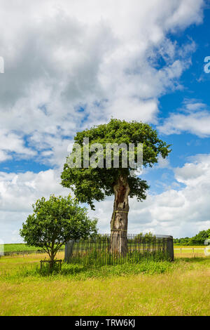 Le fils Charles II de Royal Oak Tree et son grand petit-fils près de Boscobel House, Shropshire, Angleterre Banque D'Images