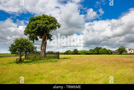 Le fils Charles II de Royal Oak Tree et son grand petit-fils près de Boscobel House, Shropshire, Angleterre Banque D'Images