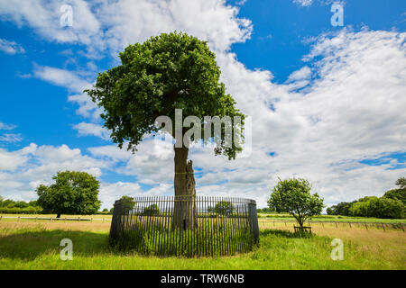 Le fils Charles II de Royal Oak Tree et son grand petit-fils près de Boscobel House, Shropshire, Angleterre Banque D'Images