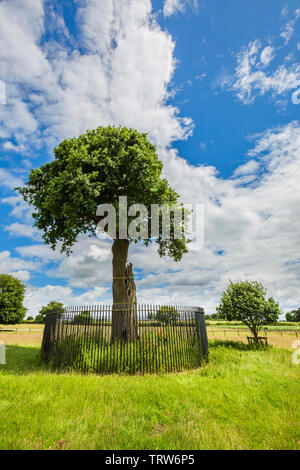 Le fils Charles II de Royal Oak Tree et son grand petit-fils près de Boscobel House, Shropshire, Angleterre Banque D'Images