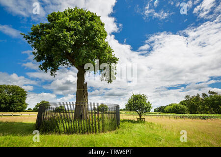 L'arbre Charles II "fils du Chêne royal" et son petit-fils près de Boscobel House, Shropshire, Angleterre Banque D'Images