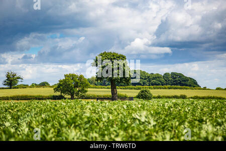 Le fils Charles II de Royal Oak Tree et son grand petit-fils près de Boscobel House, Shropshire, Angleterre Banque D'Images