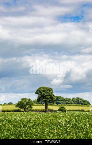 Le fils Charles II de Royal Oak Tree et son grand petit-fils près de Boscobel House, Shropshire, Angleterre Banque D'Images