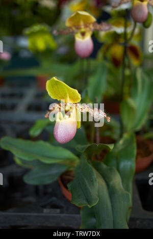 Fleurs colorées de Paphiopedilum, slipper orchids Banque D'Images