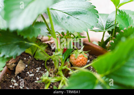 Fraisier en pot en terre cuite sur un patio. Se concentrer sur de petits fruits encore verts. Banque D'Images