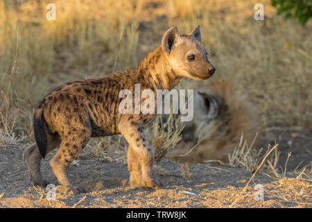 Une hyène tachetée cub au coucher du soleil dans la province de Mpumalanga, Afrique du Sud Banque D'Images