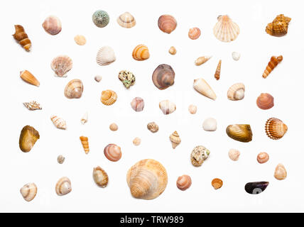 Collage à partir de coquilles de mer séchés naturels sur papier blanc Banque D'Images