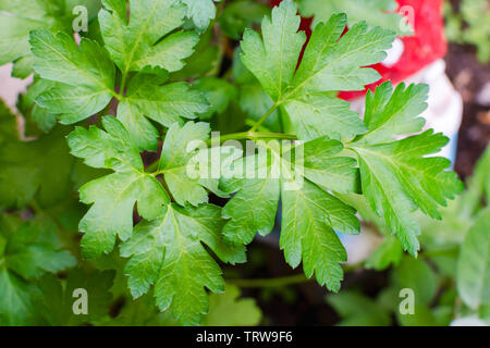 Feuilles de persil plat italien dans un jardin. Vue rapprochée des feuilles. Banque D'Images