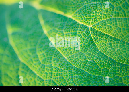 Les feuilles de bardane vert chair d'arrière-plan. La texture des feuilles avec la lumière du soleil, macro photo Banque D'Images