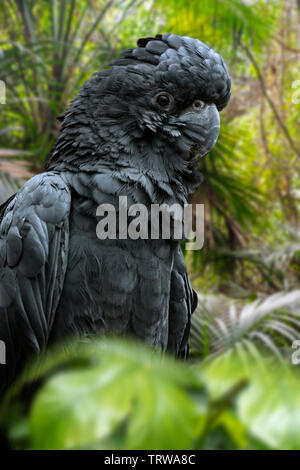Cacatoès noir à queue rouge / Banksian / cacatoès cacatoès noir des banques (Calyptorhynchus banksii) grand cacatoès noir originaire de l'Australie Banque D'Images