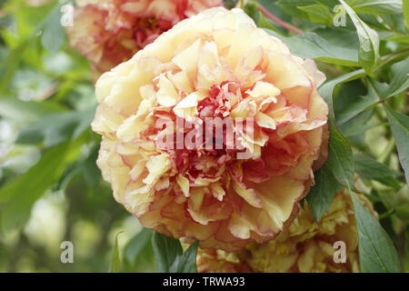 Paeonia × 'Souvenir lemoinei de Maxime Cornu'. Grandes fleurs doubles parfumées de pivoine 'Souvenir de Maxime Cornu' Banque D'Images