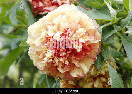 Paeonia × 'Souvenir lemoinei de Maxime Cornu'. Grandes fleurs doubles parfumées de pivoine 'Souvenir de Maxime Cornu' Banque D'Images